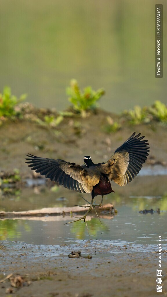 水鳥展翅于淺灘瞬間