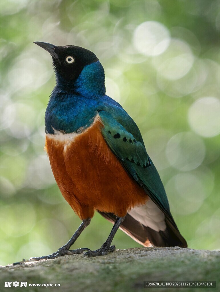 多彩小鳥立于枝頭