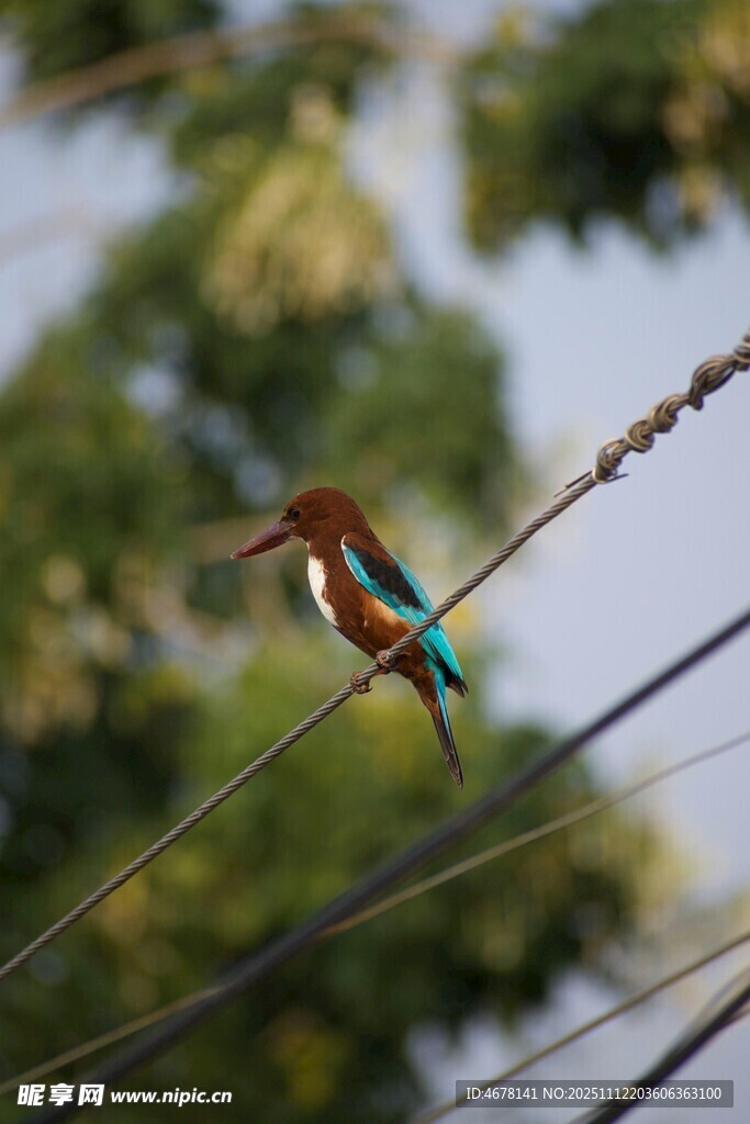 棲息于電線上的多彩小鳥