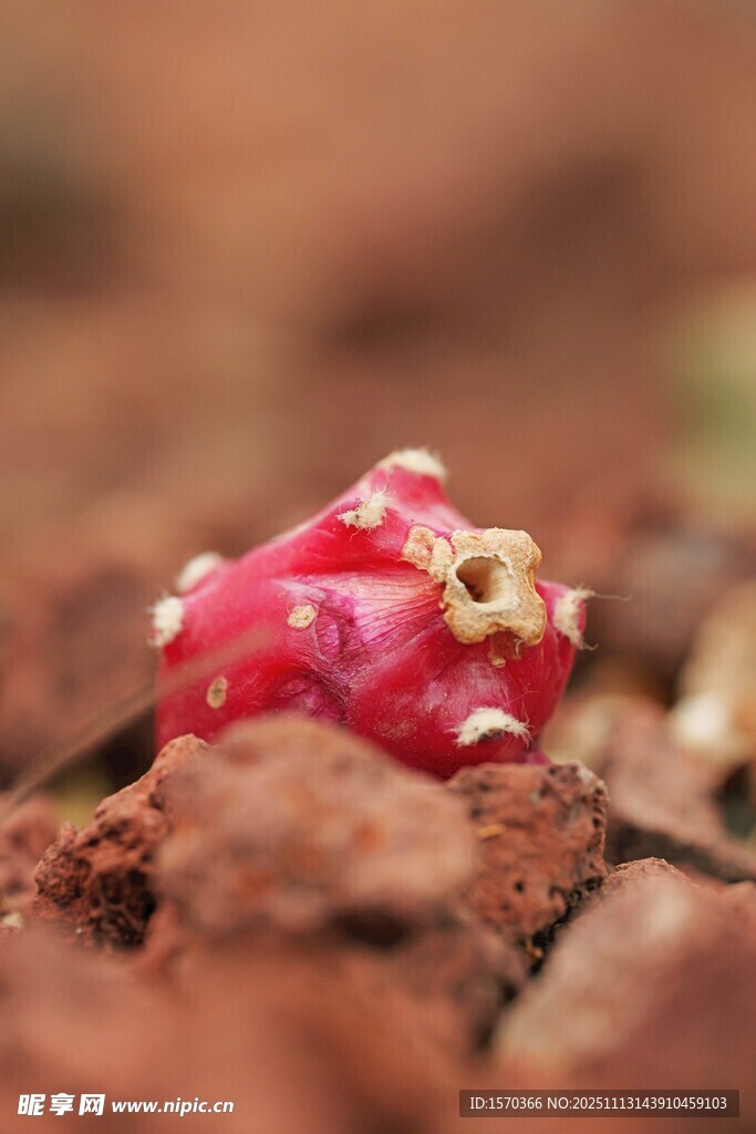紅色多肉植物特寫(xiě)