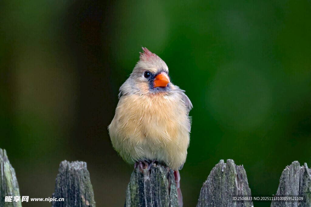 紅衣主教鳥(niǎo)立于木柵欄