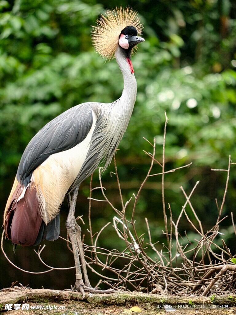 灰冕鶴站立于植被間