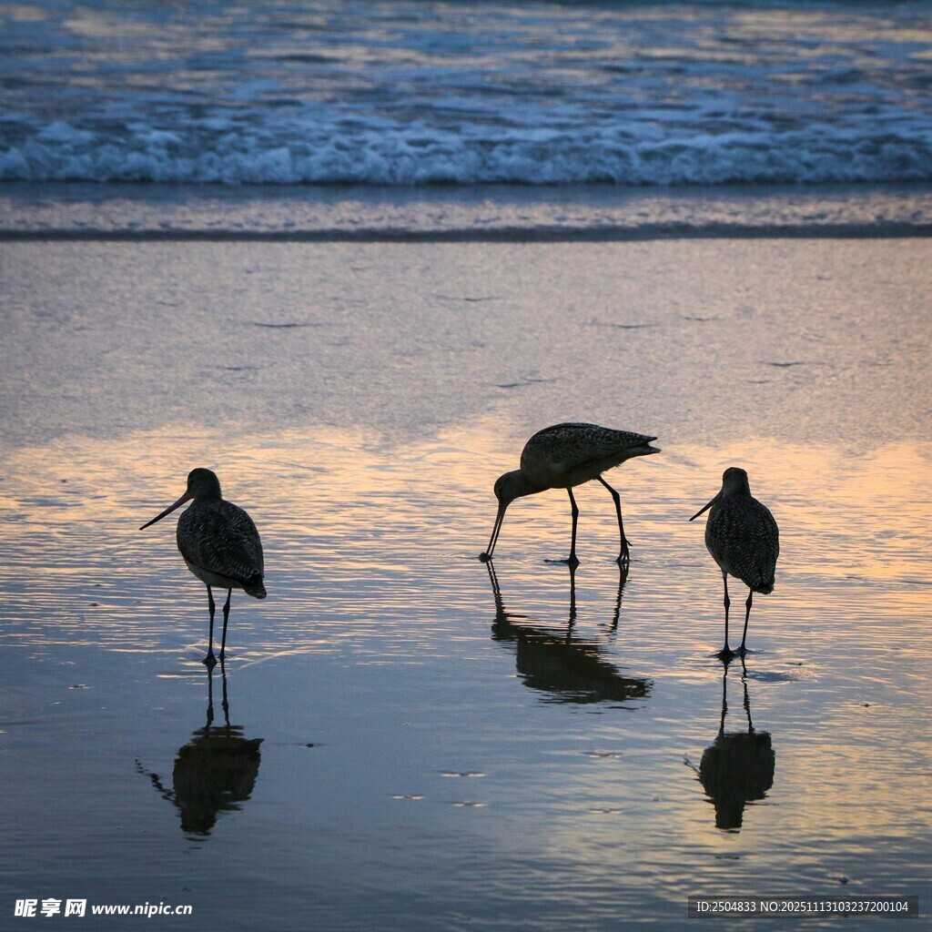 海灘上的三只覓食海鳥
