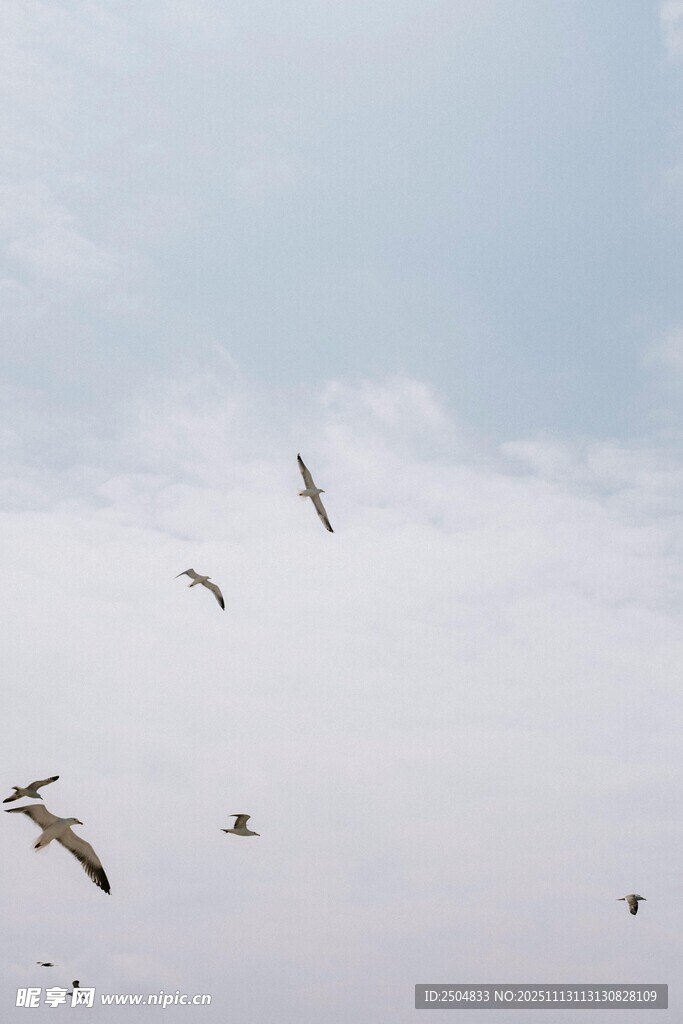 天空中飛翔的群鳥