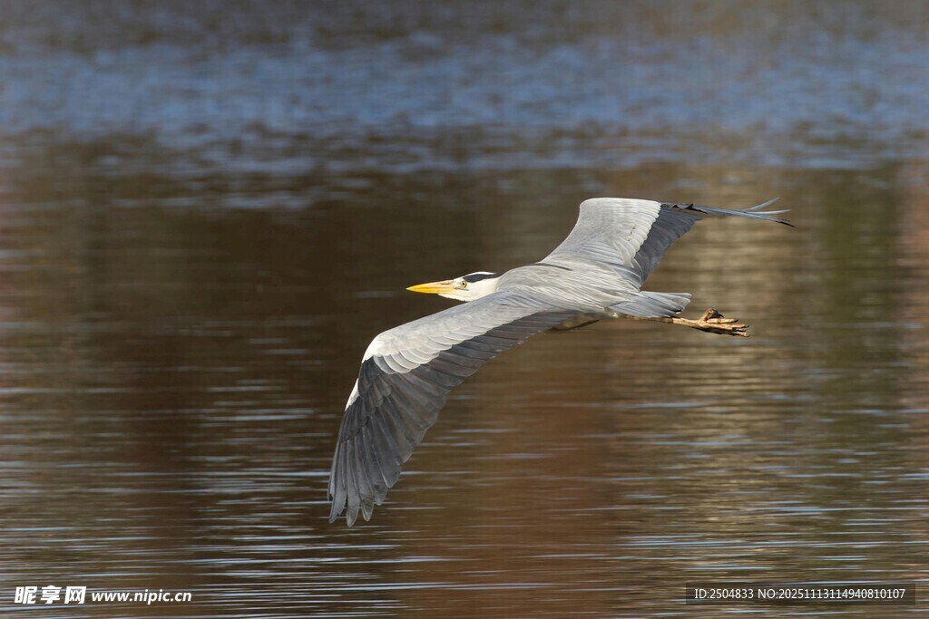 灰鷺于水面展翅飛翔