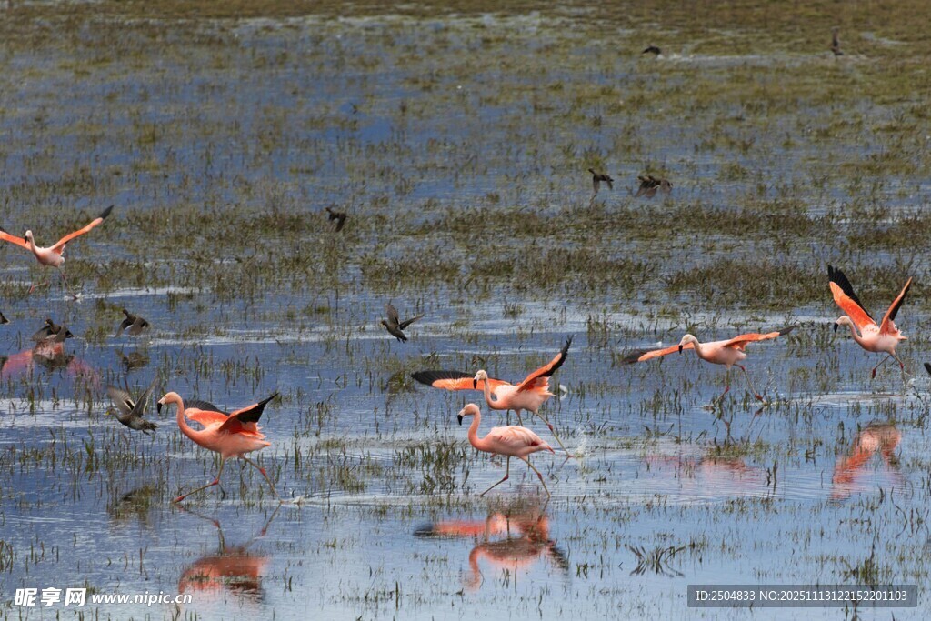 濕地中的火烈鳥群