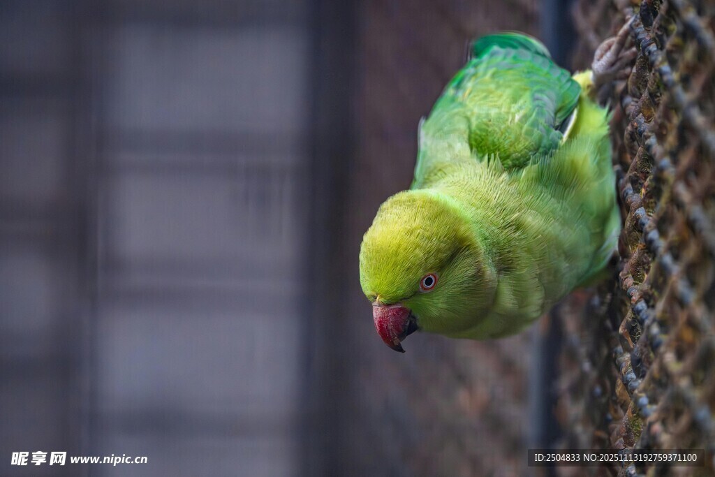 倒掛的綠色鸚鵡