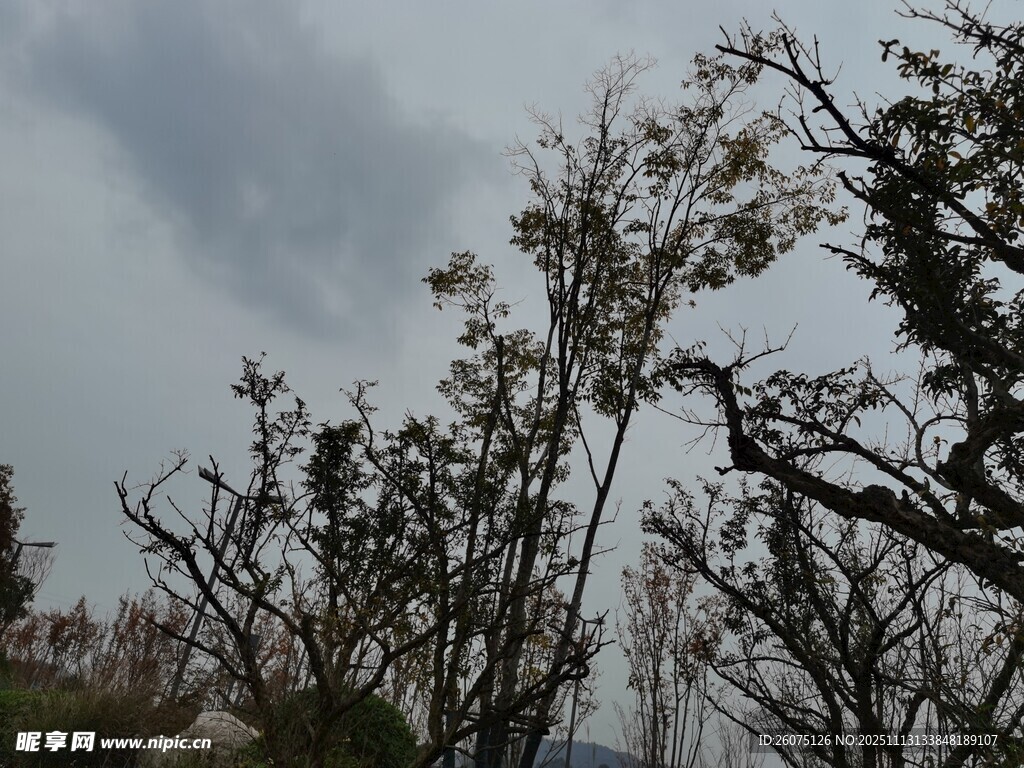 陰天中的枯樹景象