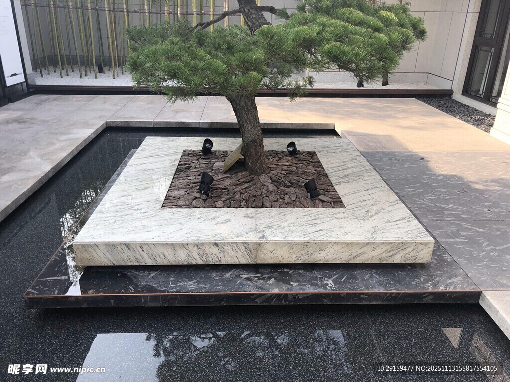 庭院中的精致盆栽松樹