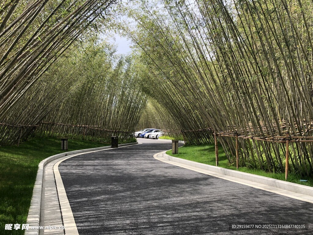 竹林間的蜿蜒公路