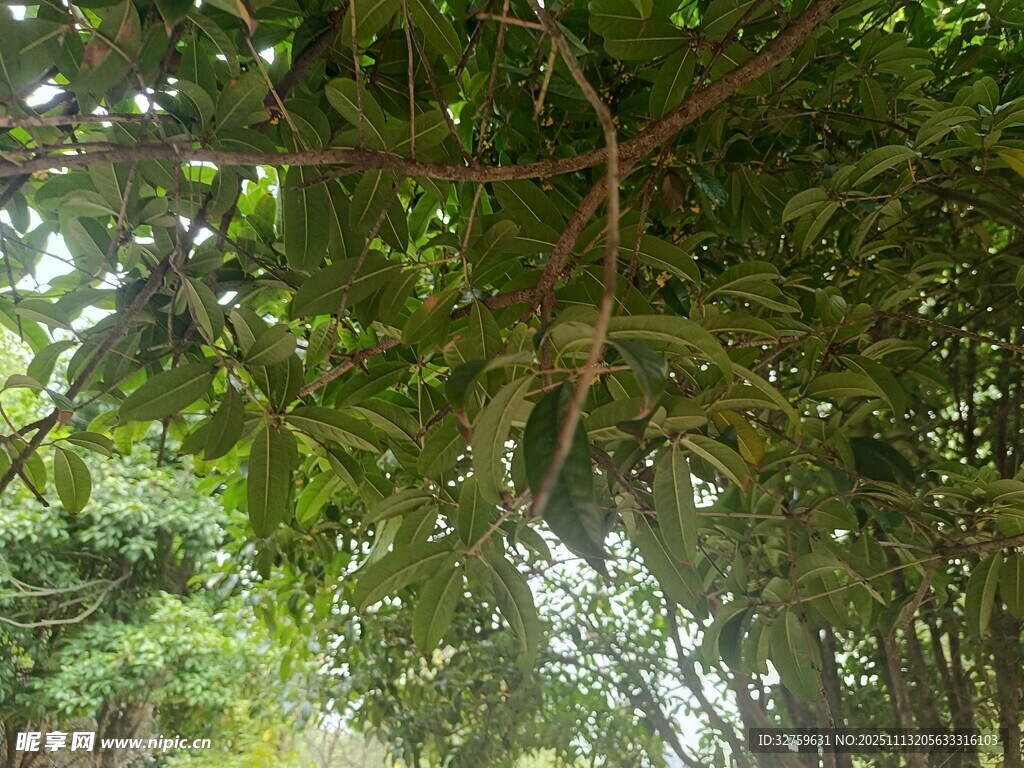 繁茂綠樹間的光影景致