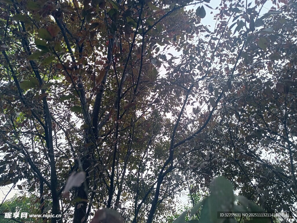 樹林中的光影與繁茂枝葉