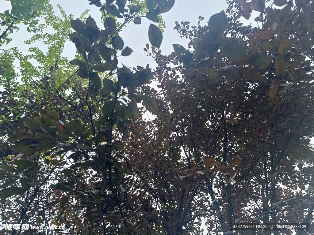 繁茂枝葉間的光影景致