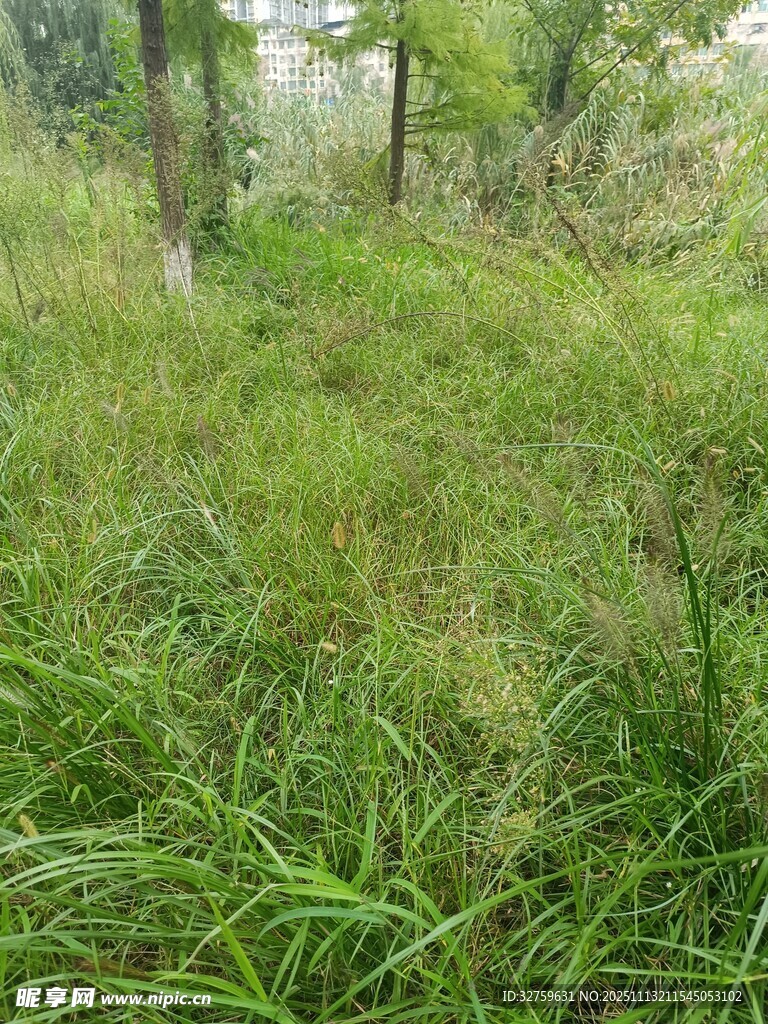野外茂密草地景觀