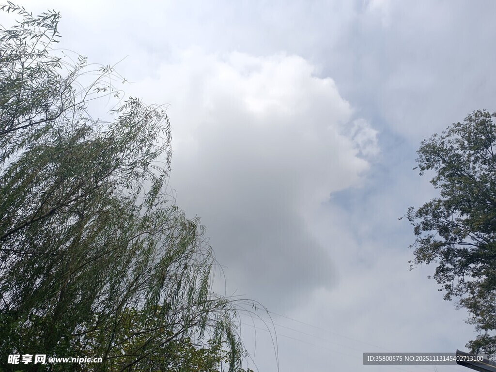 藍(lán)天白云下的蔥郁樹(shù)木