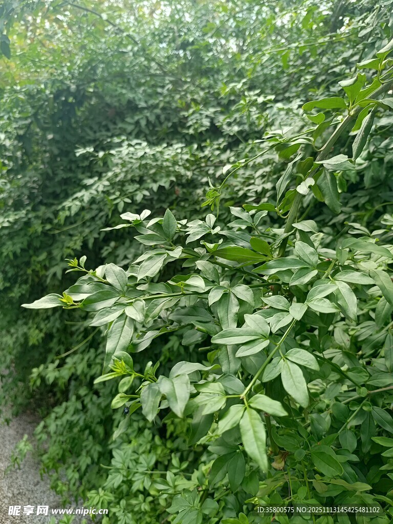 繁茂綠植 