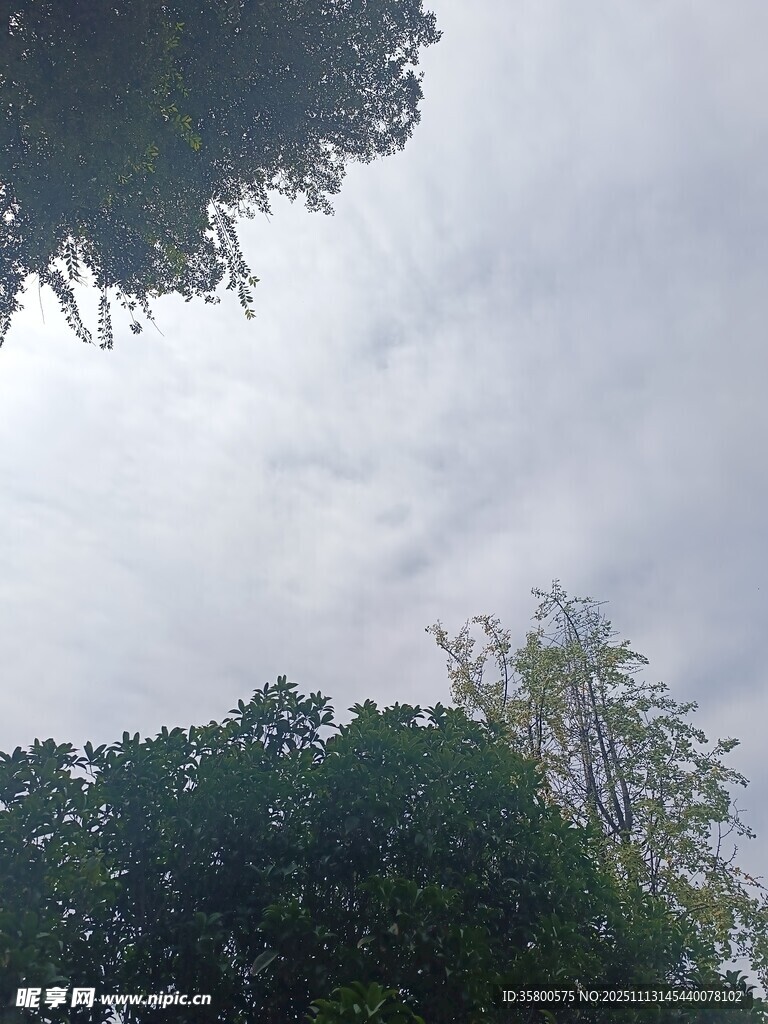 陰天樹(shù)林上空的灰白天空