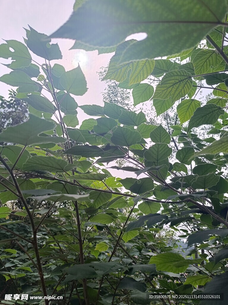 陽光灑落的繁茂綠葉