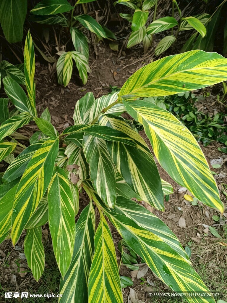 黃綠相間葉片的獨(dú)特植物