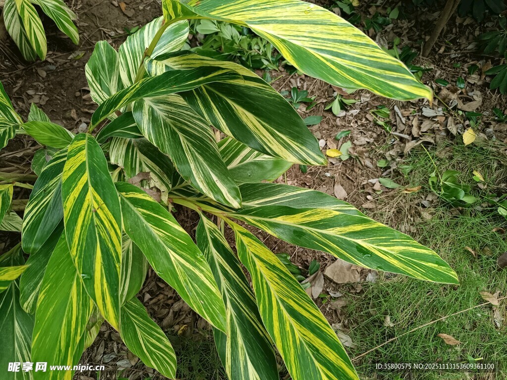 黃綠相間葉片的植物