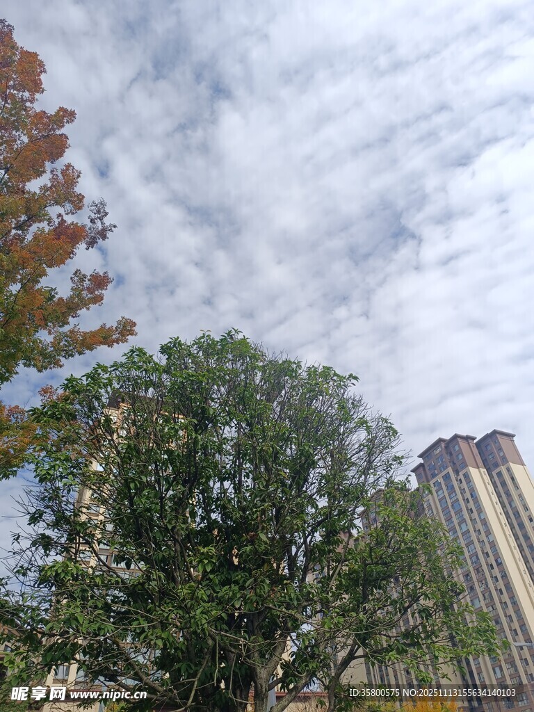 秋日城市樹木與高樓景象