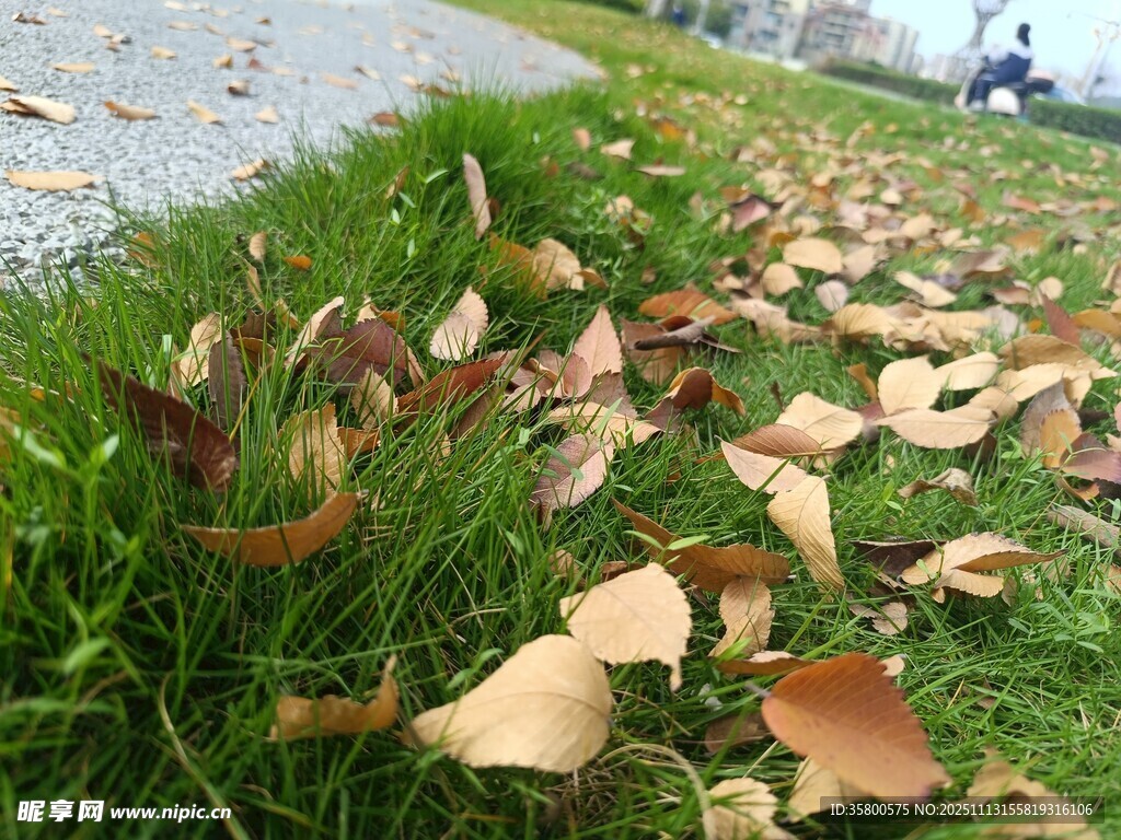 草地落葉美景
