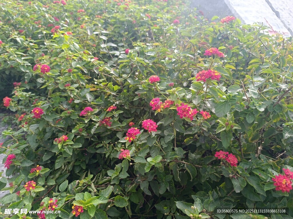 繁花綠葉的美麗植物景觀
