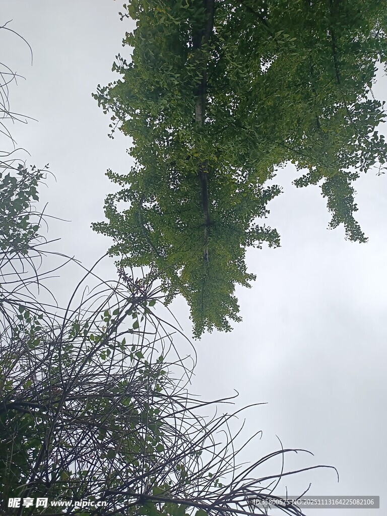 仰視視角下的繁茂綠植