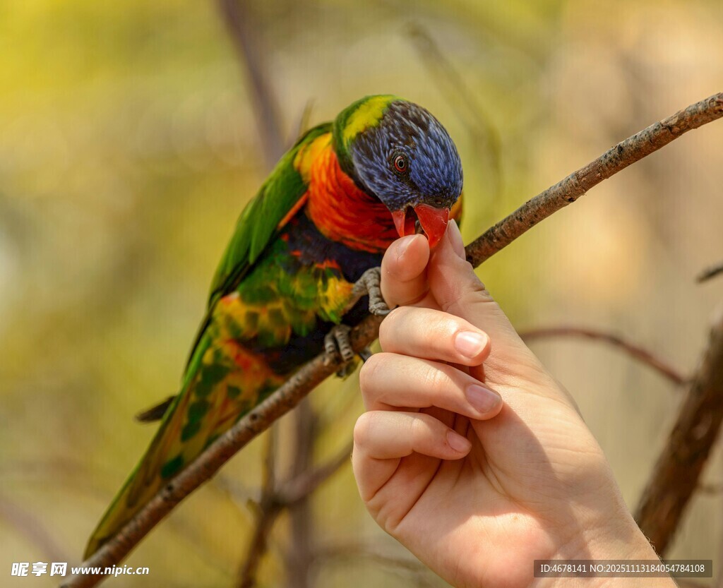 手喂五彩鸚鵡