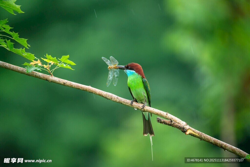 枝頭彩鳥與蜻蜓同框