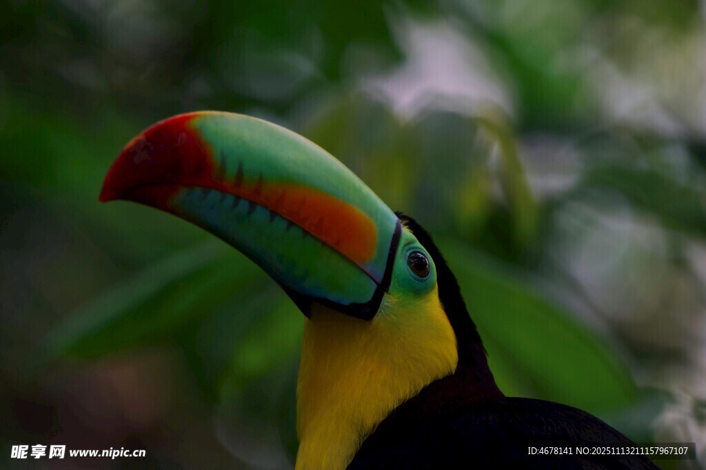 多彩巨嘴鳥特寫
