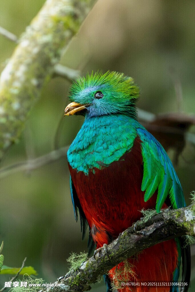 五彩斑斕的鳳尾綠咬鵑