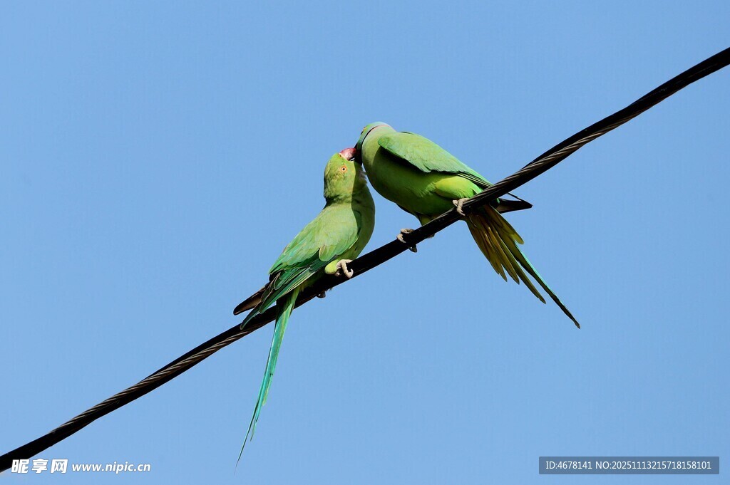 電線上親昵的兩只綠鸚鵡