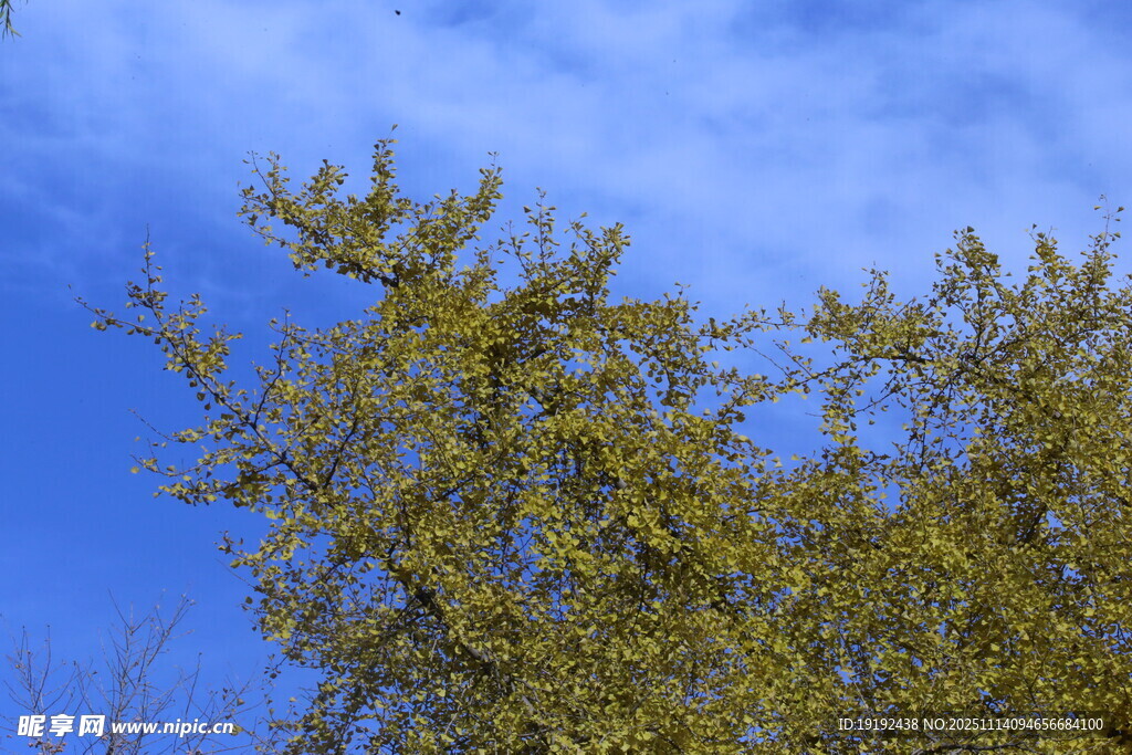 金秋銀杏樹(shù)  