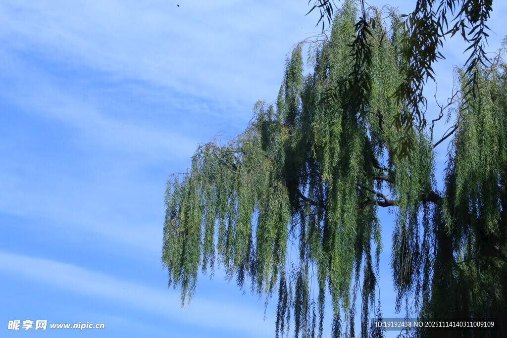 柳樹枝葉  