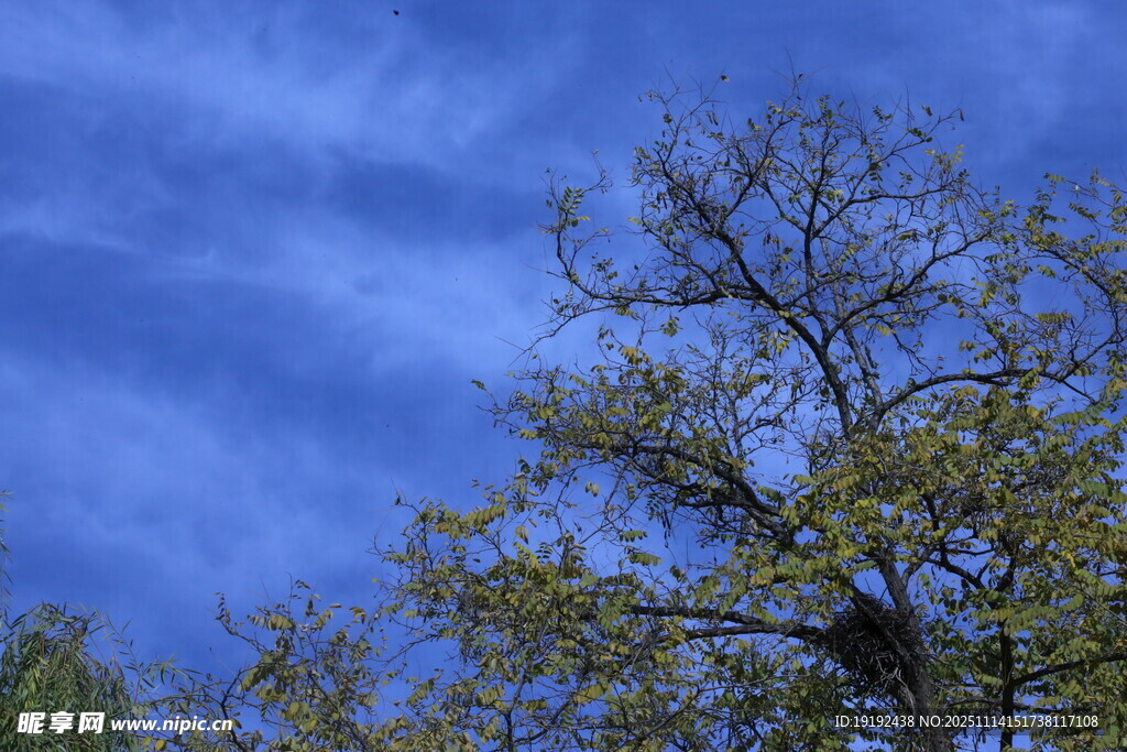 樹(shù)枝樹(shù)杈樹(shù)葉 