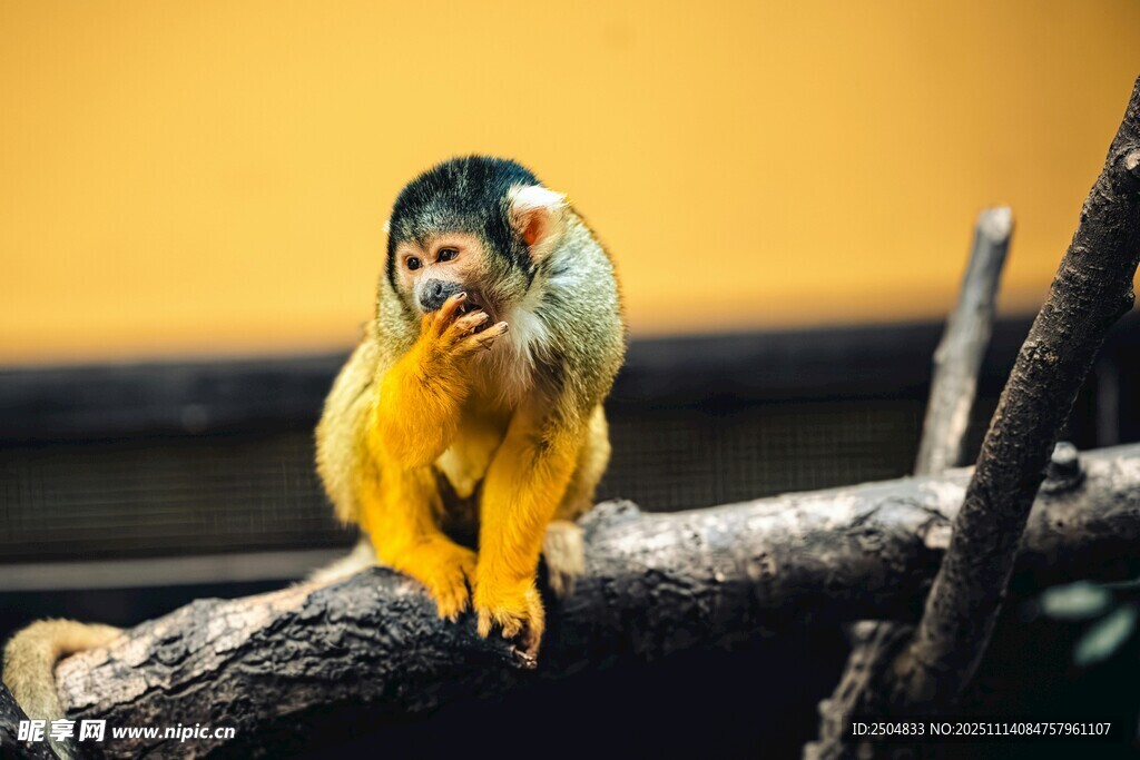 枝頭黃羽鸚鵡休憩