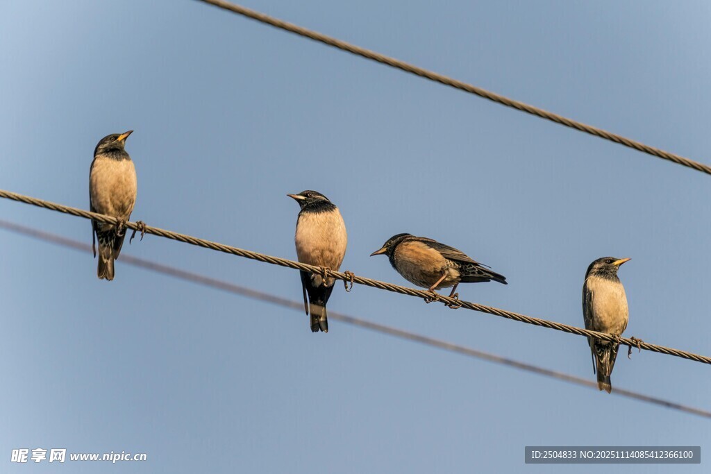 電線上的五只鳥兒