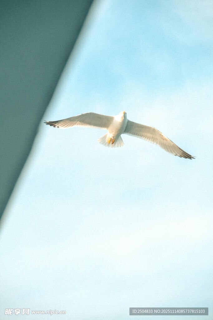 海鷗翱翔于藍(lán)天