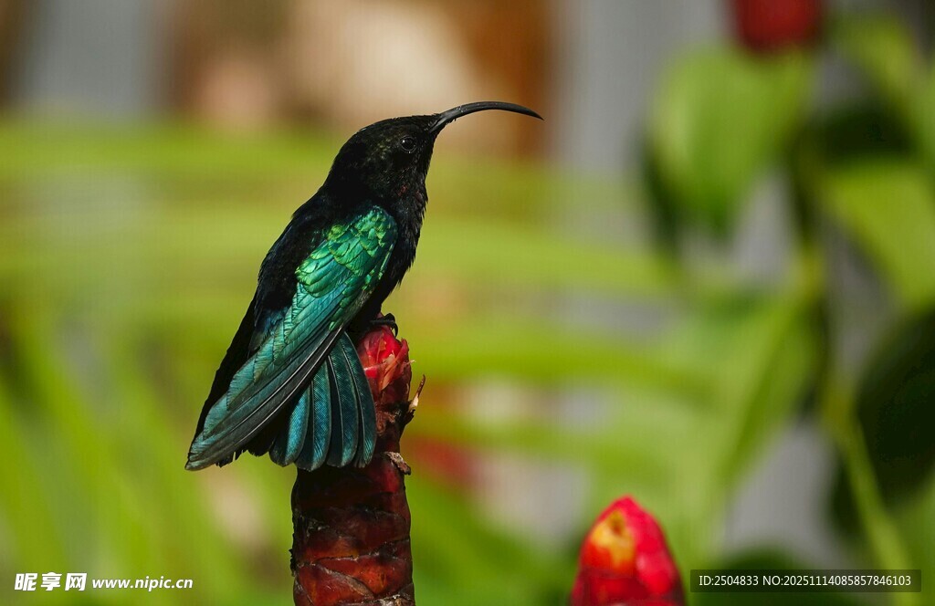 翠綠蜂鳥(niǎo)棲息艷麗植物上