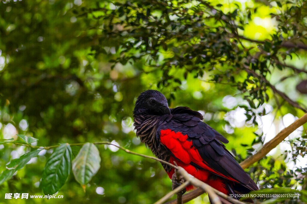 紅黑相間鳥兒棲息枝頭