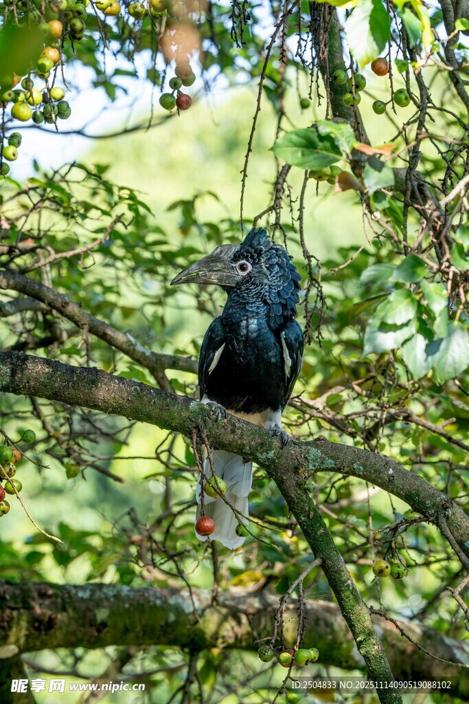 枝頭棲息的黑鳥