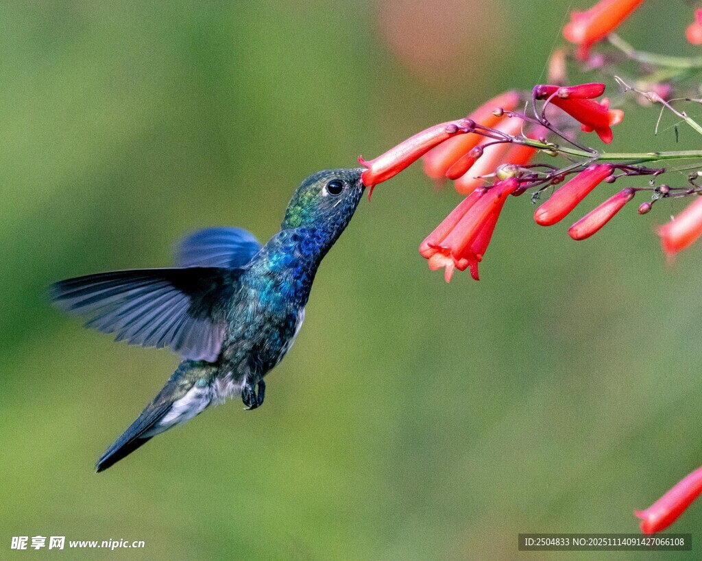 藍(lán)羽蜂鳥吸食紅花花蜜
