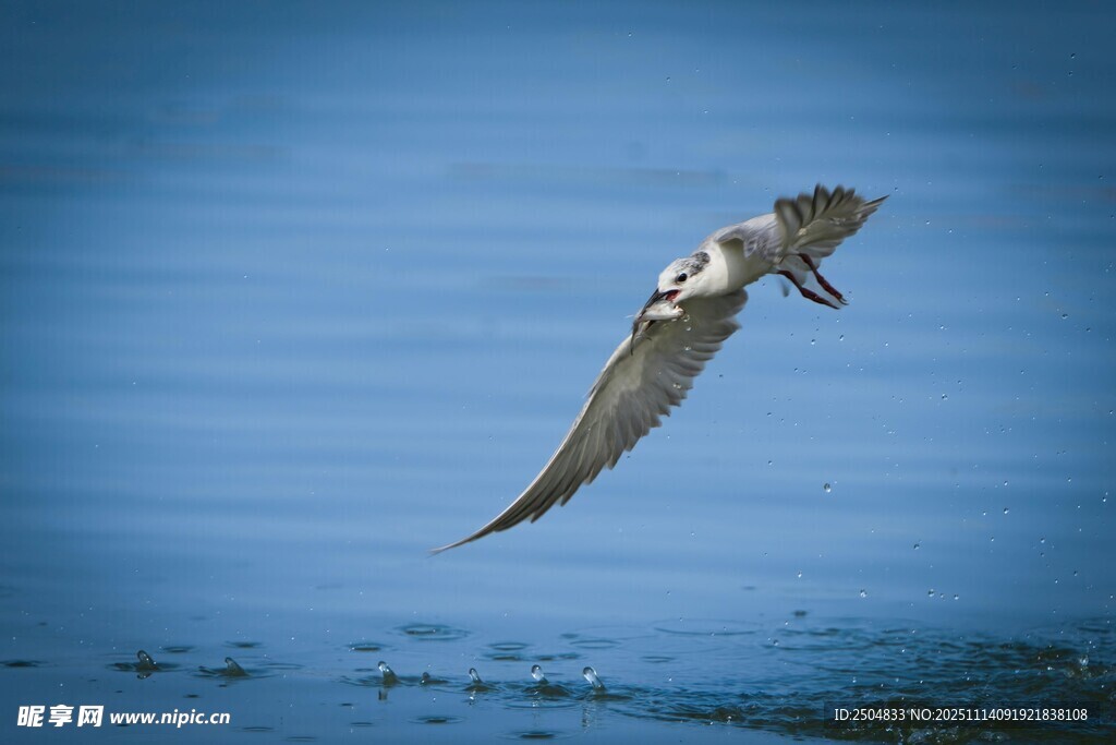 海鳥翱翔于藍(lán)色海面
