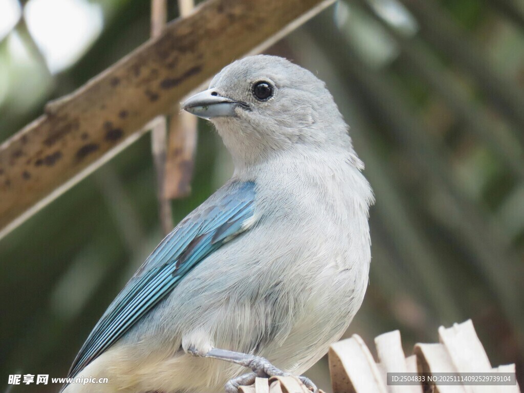 藍(lán)白小鳥棲息于木柵欄上
