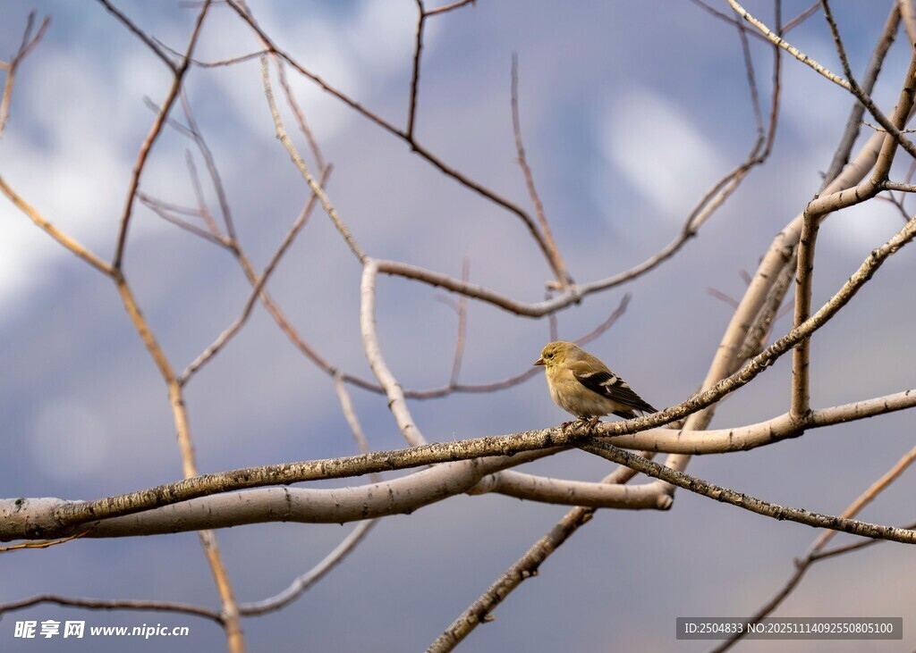 枝頭小鳥 靜享天空之美