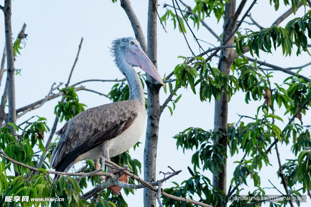 鷺鳥棲息于繁茂枝葉間