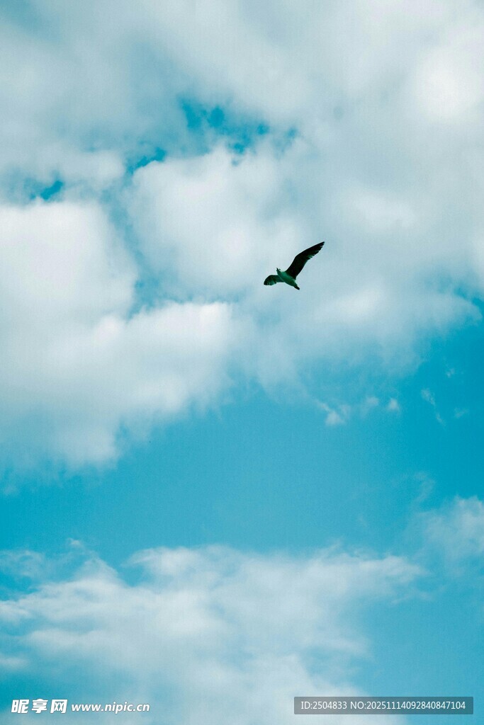 藍(lán)天飛鳥 自由翱翔之景