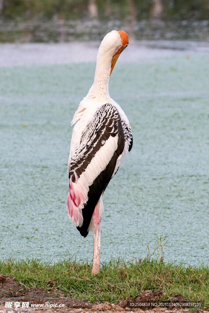 站立水邊的彩鸛