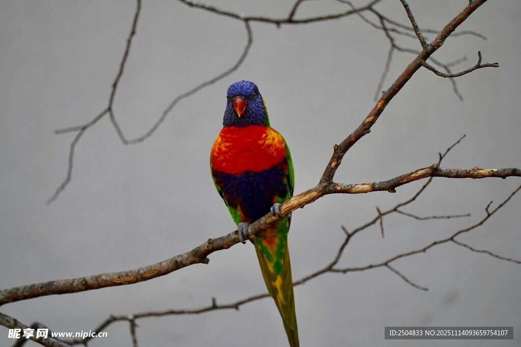 多彩鸚鵡棲于枝頭